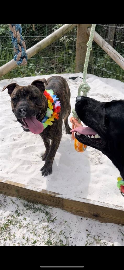 Dog themed meet 🐾, Strathclyde Country Park, Hamilton, 6 June 2025 ...