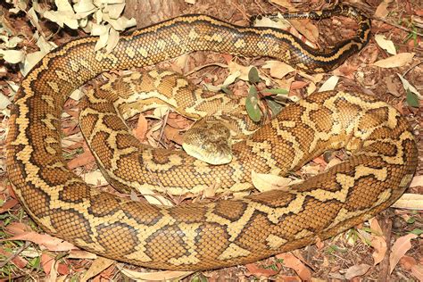 Image result for Carpet Python Snake Skin
