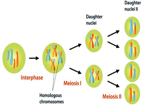 SONU ACADEMY: MEIOSIS AND REDUCTION DIVISION - TEXT