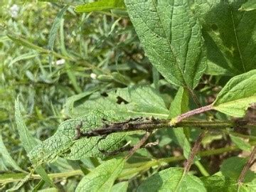 Emerging insect pests of sesame under changing climate scenario ...
