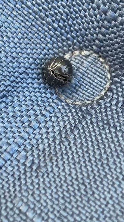 Image result for Minecraft Pilbug