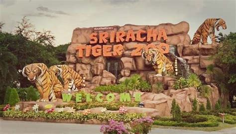 Sriracha Tiger Zoo For A Wildlife Adventure With Tigers In 2026