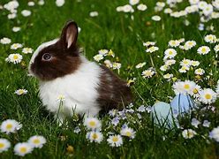 Image result for Baby Rabbits Lawn Mower