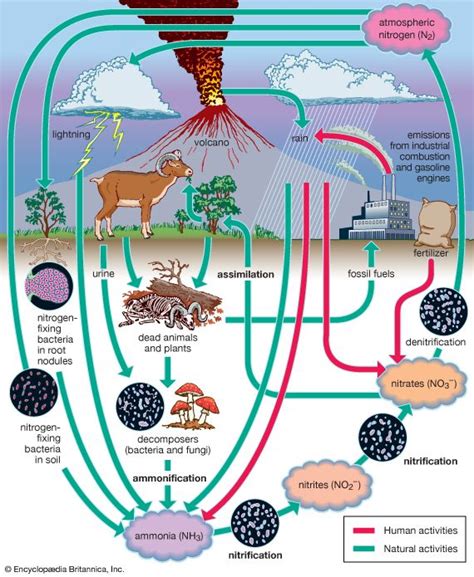 Image result for Nitrogen Fixation Process