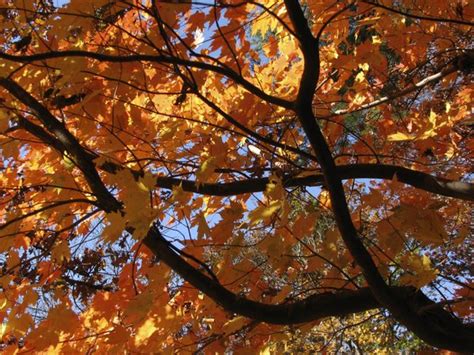 Flame of Aspiration, spiritual meaning of flower, The Mother