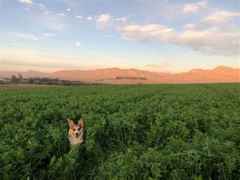 Klein Eikeboom Cottages, Riebeek Kasteel