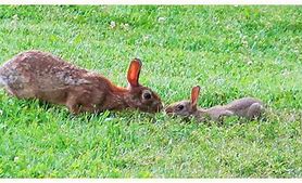 Image result for Kitten and Baby Bunny