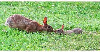 Image result for Cute Baby Bunny Rabbits