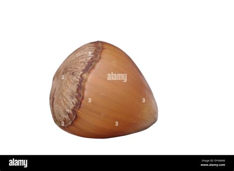 Image result for Hazelnut in Shell