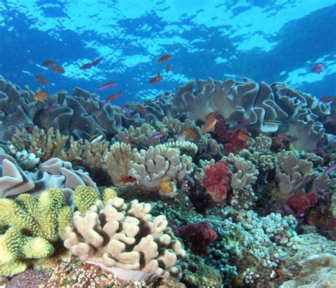 Image result for PCO2 Ocean