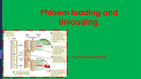 Phloem Loading a Level 的图像结果