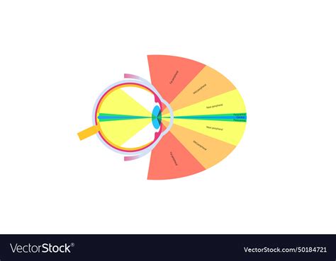 Image result for Peripheral Vision Visual Field