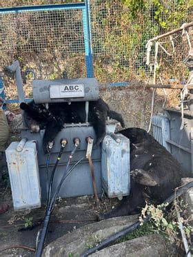 Female bear, cub electrocuted by transformer at Gopeshwar sewage plant ...
