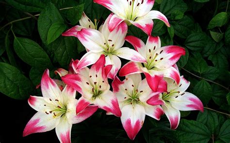 Lilium Flower Pictures