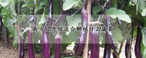 南方10月份适合种植什么蔬菜 —【发财农业网】