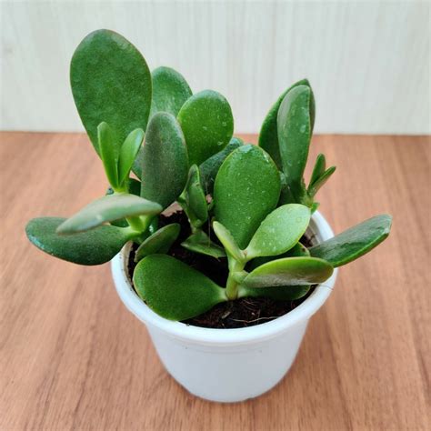 Buy Crassula Ovata Green (Crassula Argentea, Jade Plant) Succulent ...