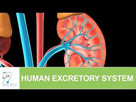 Human Excretory System Video Lecture - Biology Class 11 - NEET