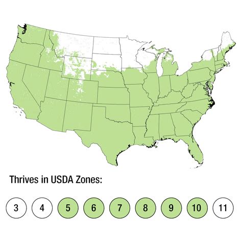 Lil' Lavender Butterfly Bush | Light Purple Butterfly Bush – Plants by Mail