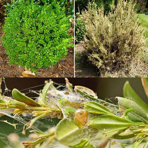 Image result for Box Tree Moth Control