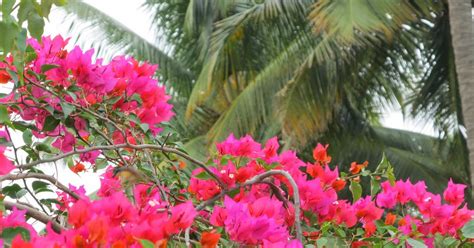 PLOG - The PNLIT Blog: The problem with plants