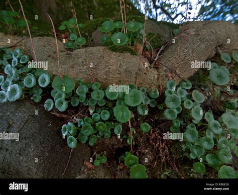 Irish tree roots hi-res stock photography and images - Alamy