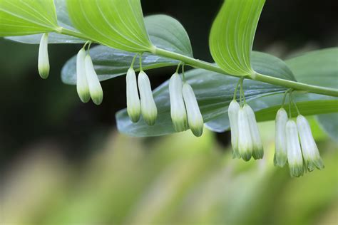 Meaning Of Solomon's Seal Plant at Lillie Authement blog