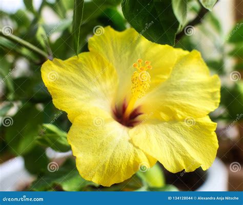 Yellow Flower of Hibiscus Plant Stock Photo - Image of magical, beauty ...