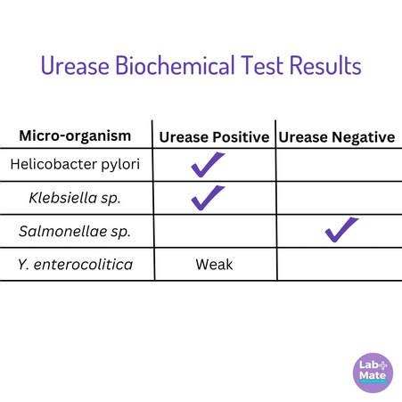 Image result for Urease Pronounce