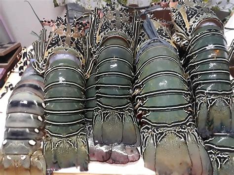 Frozen Lobster / Live Lobster Philippine High Quality Export Best Price ...