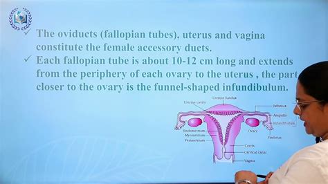 Image result for Female Reproductive System Class 12