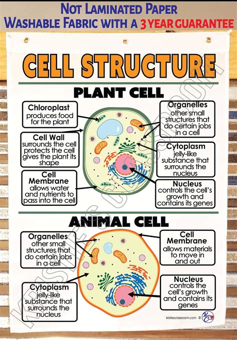 Image result for Basic Cell Structure Poster