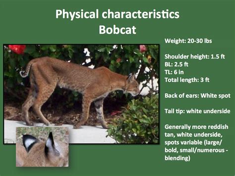 Bobcat-chart.jpg | FWS.gov