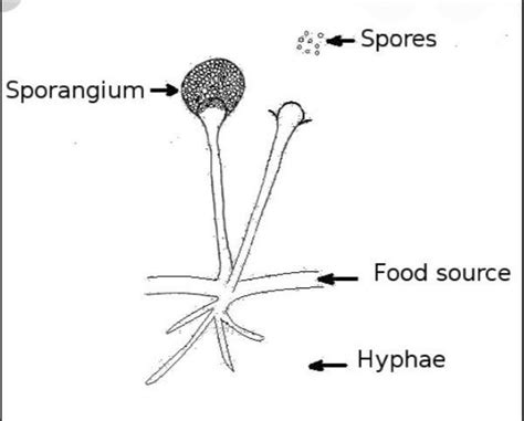 Draw a well labelled diagram of fungi. - Brainly.in
