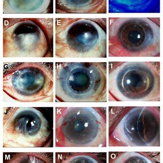 Image result for Iris Flower Python Project