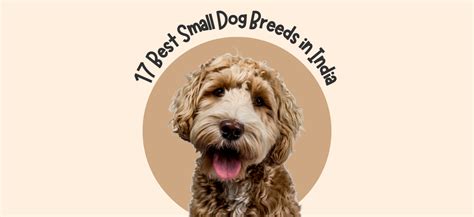 17 Best Small Dog Breeds in India – Pawgy Pets