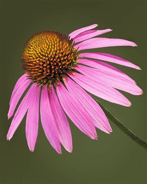 Echinacea purpurea - SMALL EDITION (of 100) 28cm x 35cm, 11.0inches x 13.8inches / White ...
