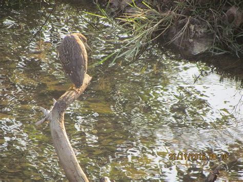 The Jungle Lap Rooms: Pictures & Reviews - Tripadvisor