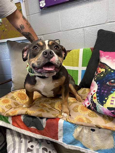 Pets – Shenango Valley Animal Shelter