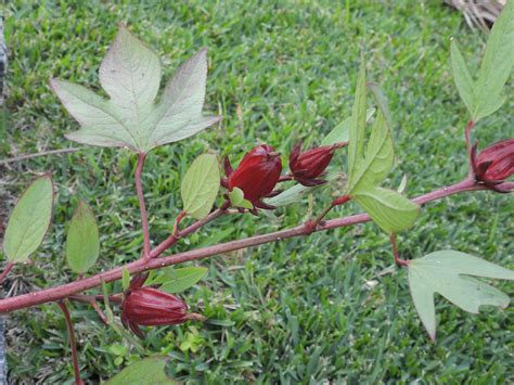Hibiscus sabdariffa - Leon Levy Native Plant Preserve