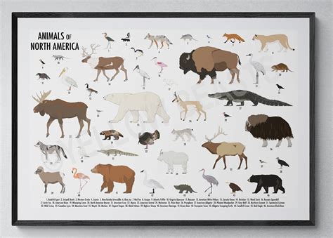 Animals of North America Poster - Etsy