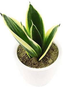 Real Nature Snake Plant Price in India - Buy Real Nature Snake Plant ...