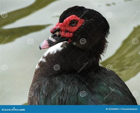 Muscovy Duck (Cairina Moschata) Stock Photo - Image of duck, ponds ...