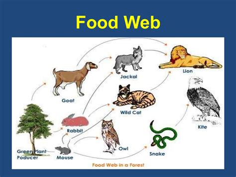 Ecosystem Example 的图像结果