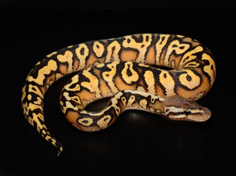 Image result for Inferno Ball Python