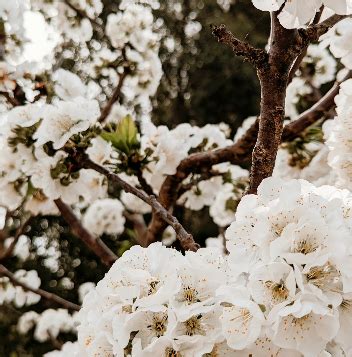 Buy Local Heart 的图像结果