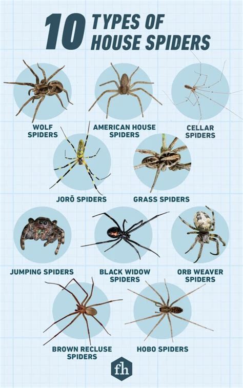 10 Types of House Spiders | Spider identification chart