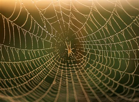 Image result for Patterns in Nature