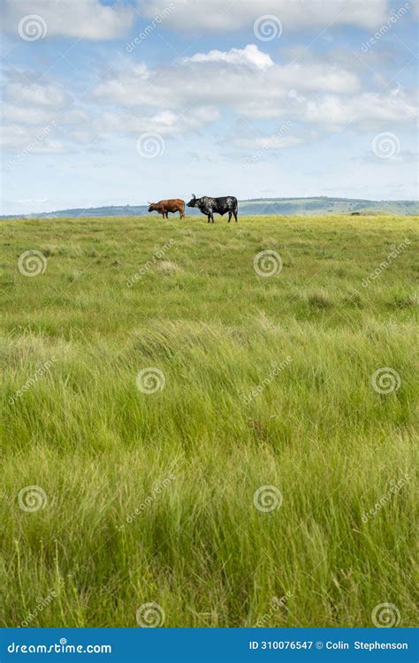 The Wild Coast, Grasslands and African Veld Grazing Fields for Nguni ...