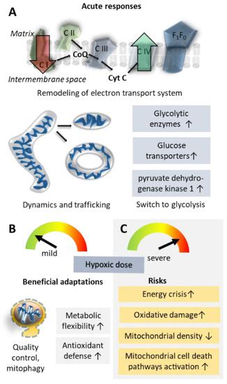 Molecular Mechanisms of High-Altitude Acclimatization
