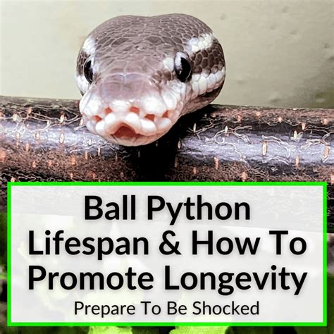 How To Care For A Ball Python (Complete Guide For New Snake Owners)